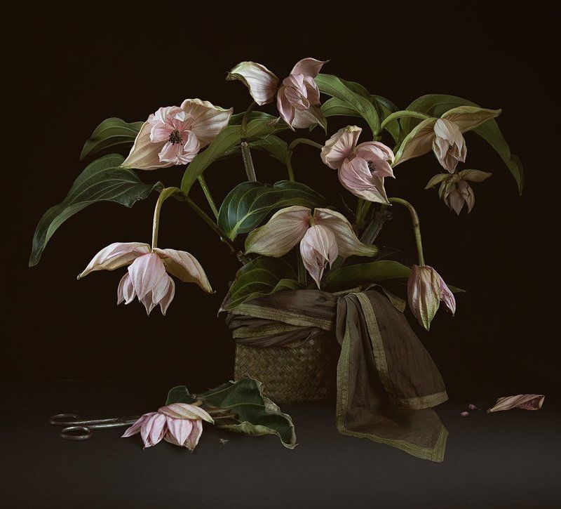 Магнифика... фото превью