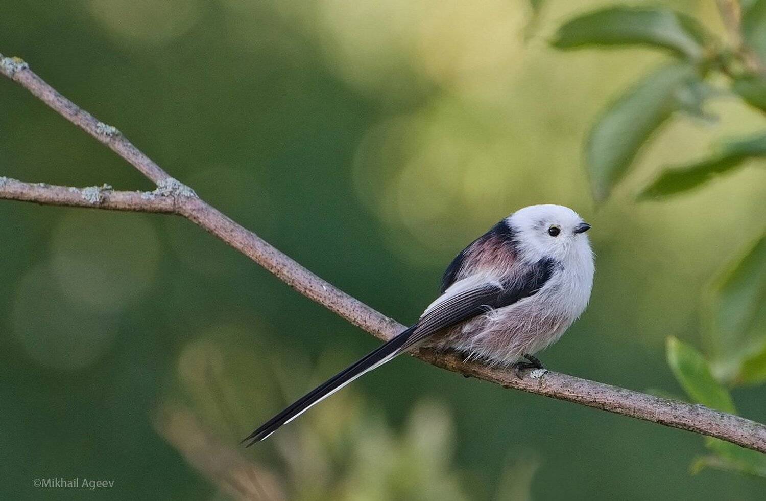 , Михаил Агеев