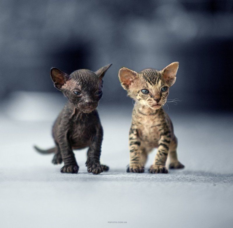 2015, Animals, Cat, Cats, Кот, Котенок, Котята Пришельцы с другой галактики фото превью