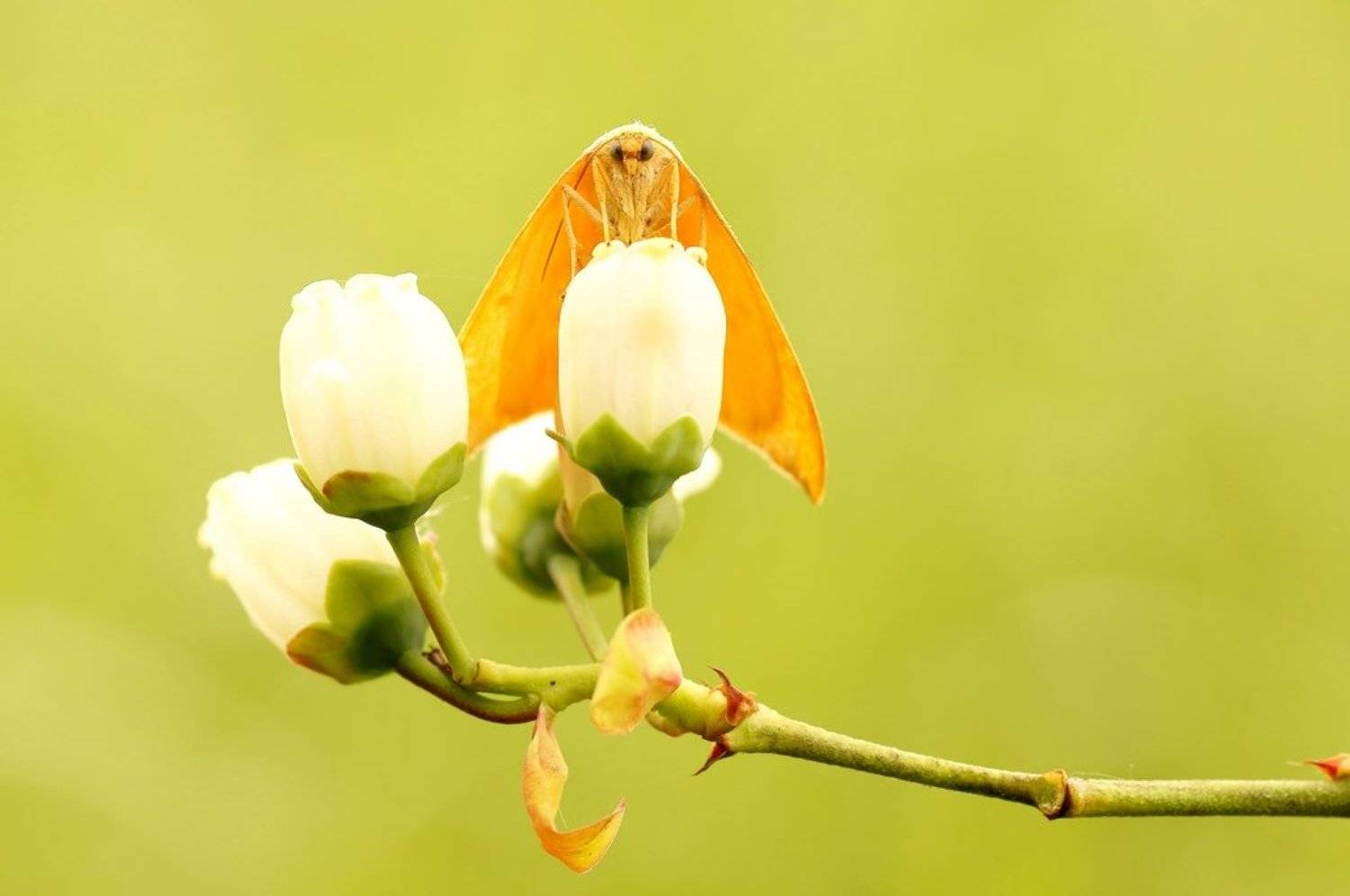 , Zbyszek  Walkiewicz