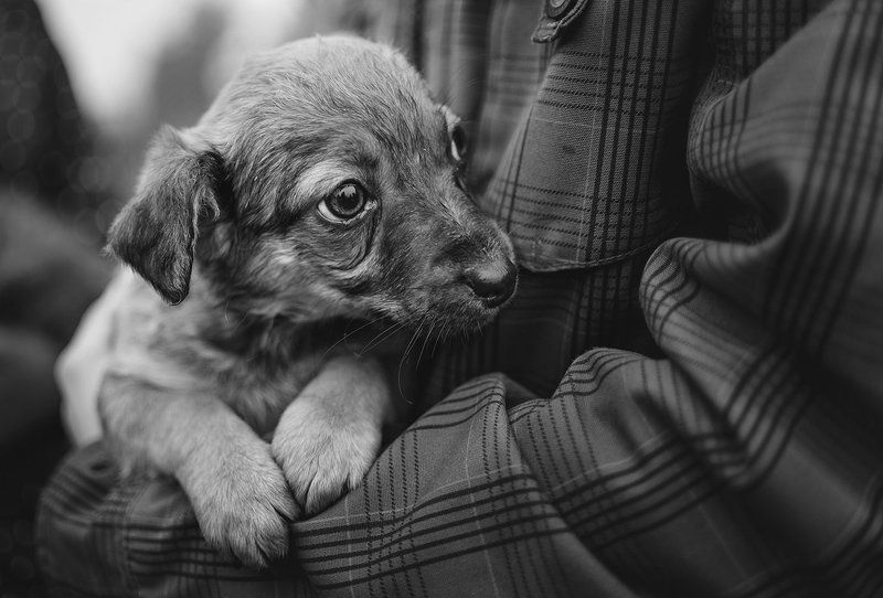 Art photo, Black & white, Dog, Puppy puppy фото превью