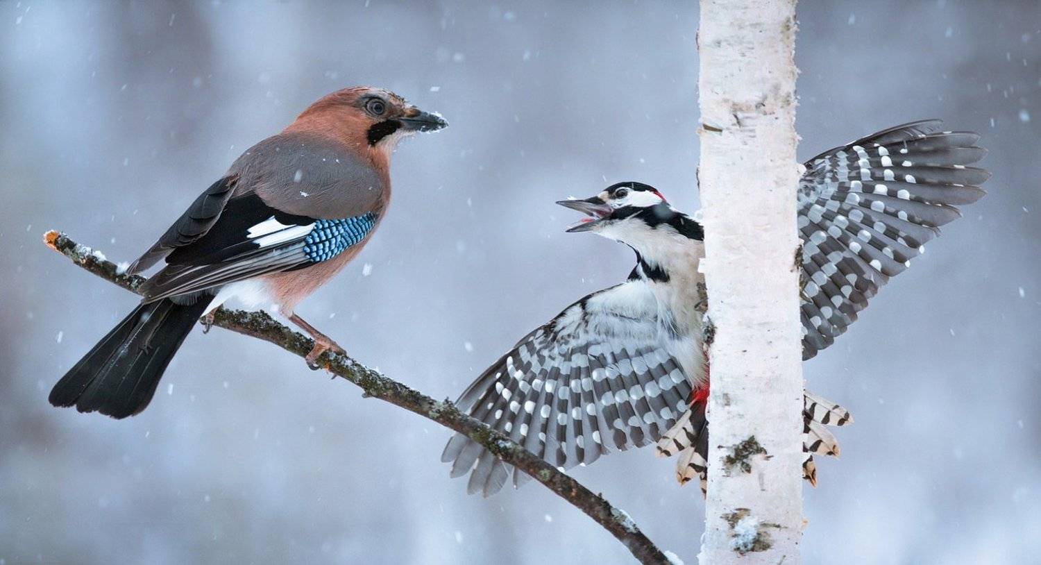 , Вилюнов Дмитрий