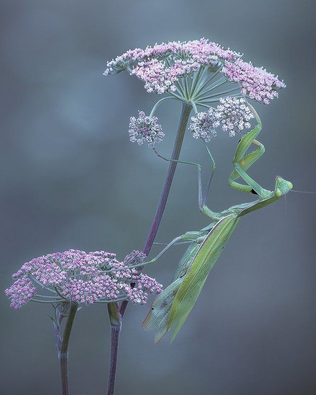 The flowers guard фото превью