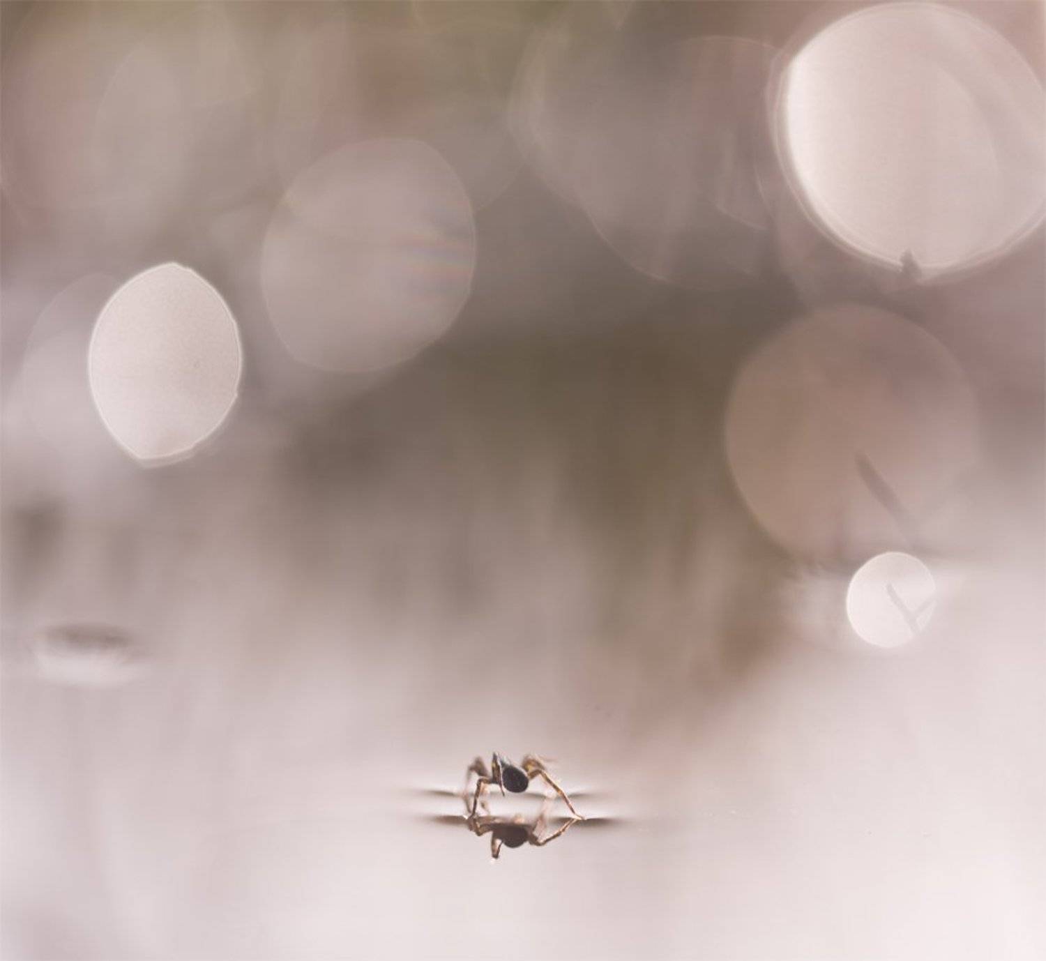 Nikon D 800, Воронеж, Лёд, Макро, Паук, Свет, Геннадий Мещеряков