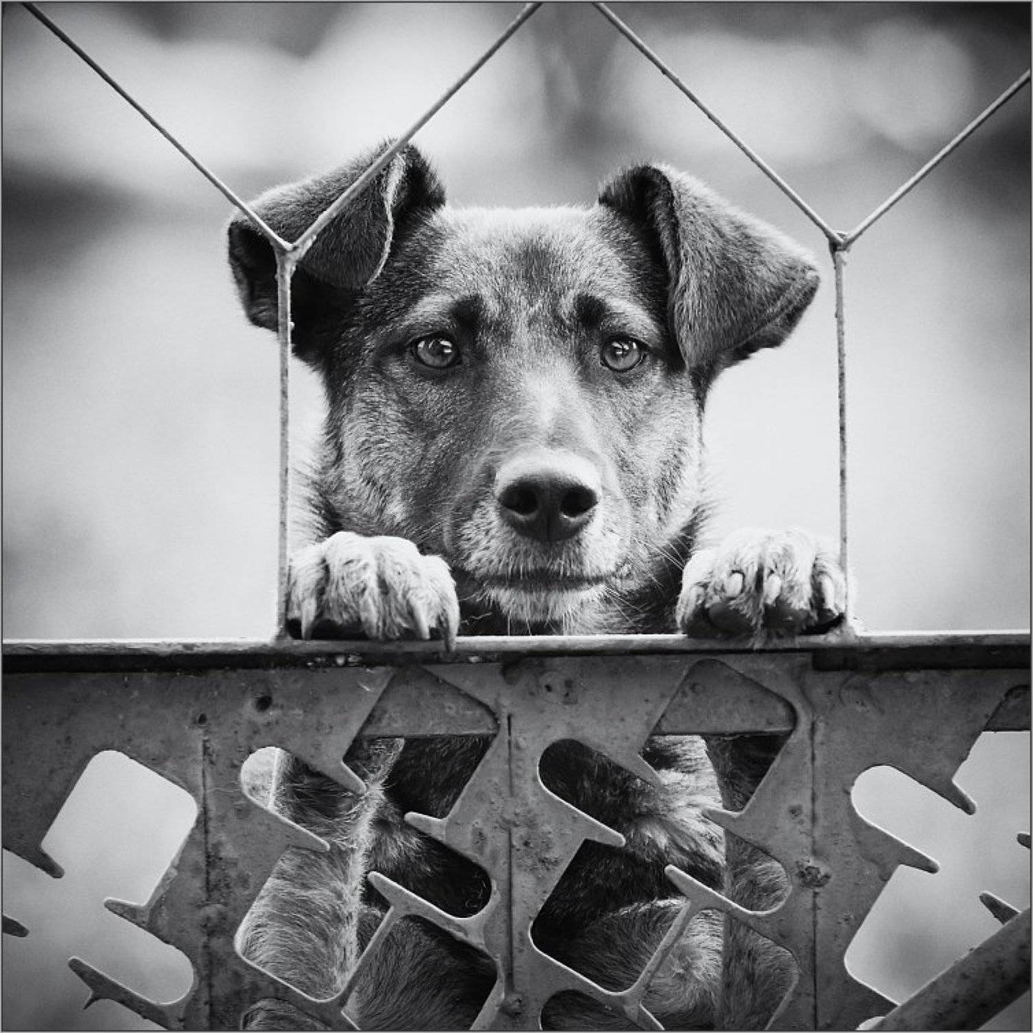 , Сергей Фудиненко