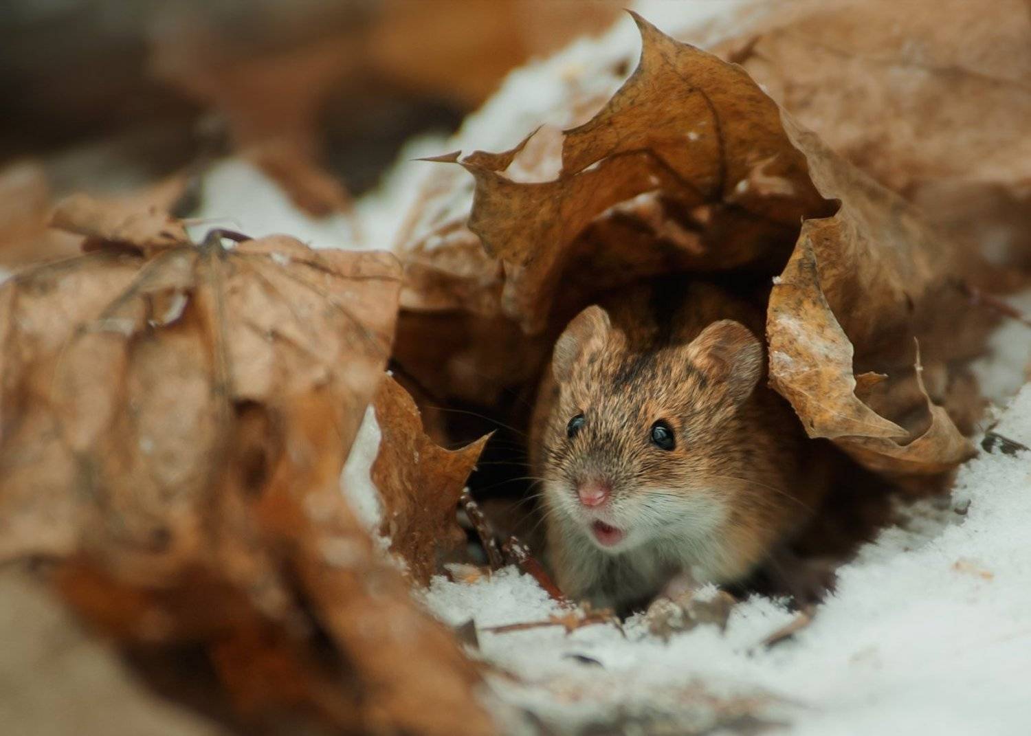 , Валерий Субачев
