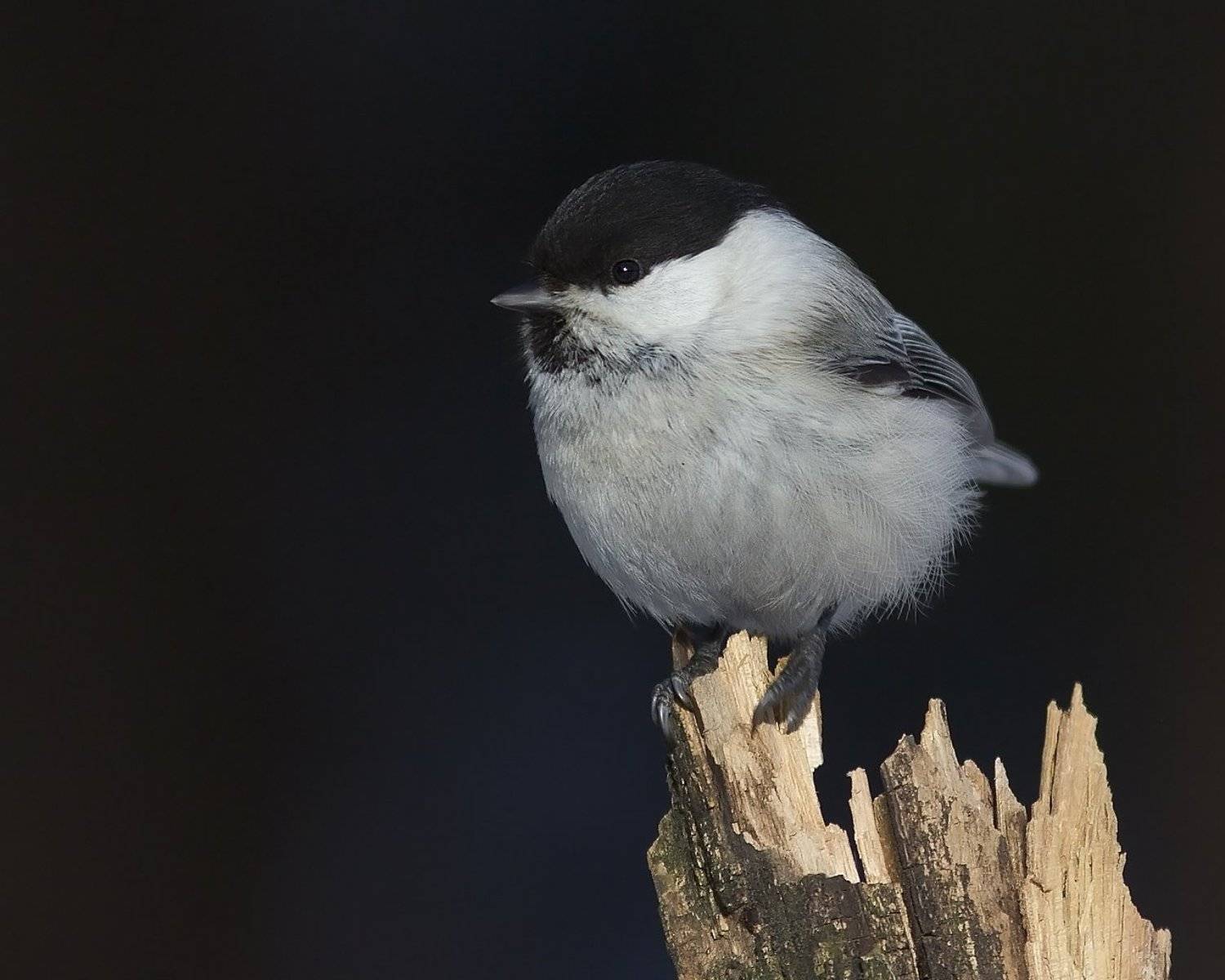 , Дмитрий Кугувалов