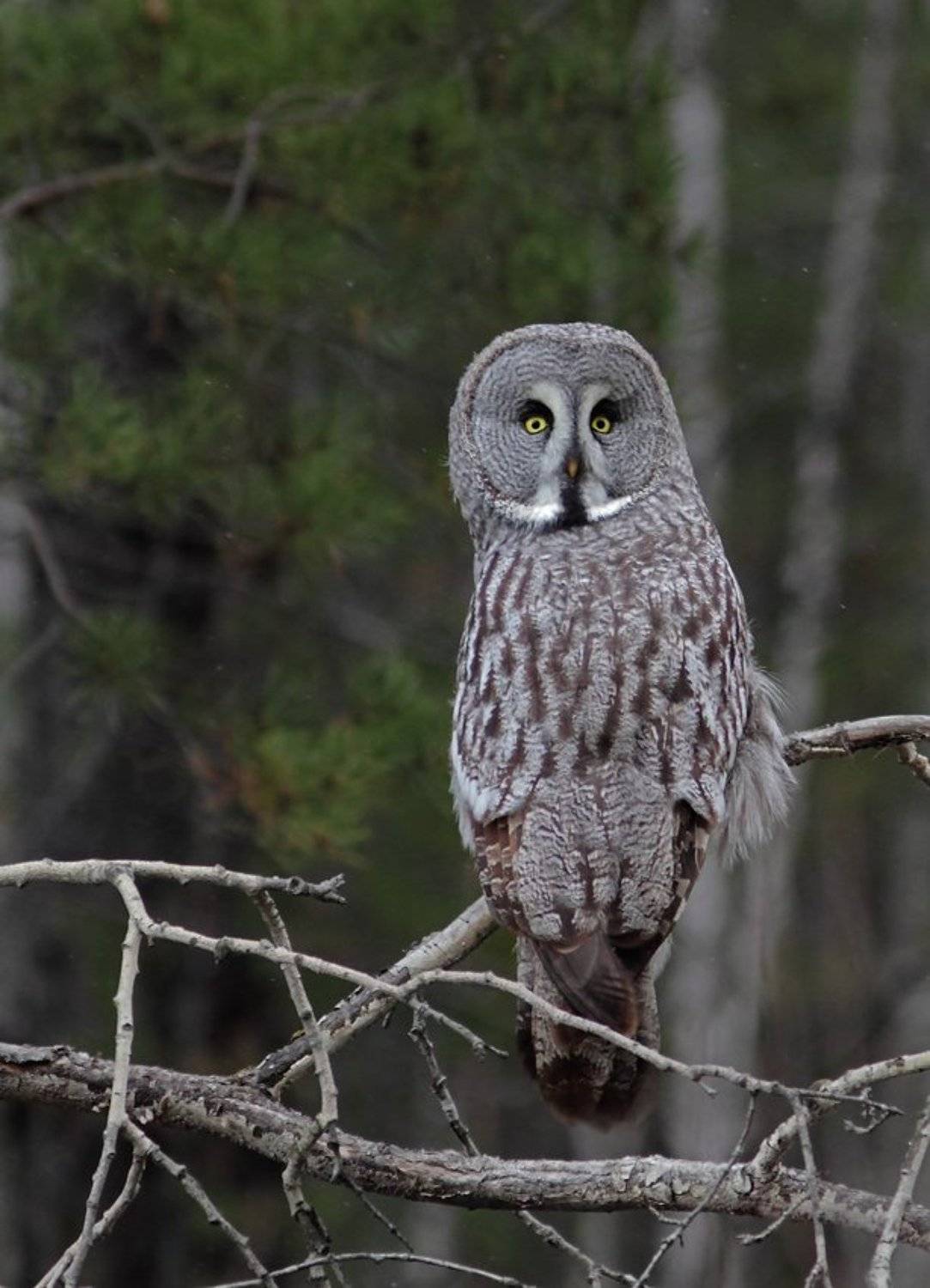 борадатая, неясыть, сова, Алексей
