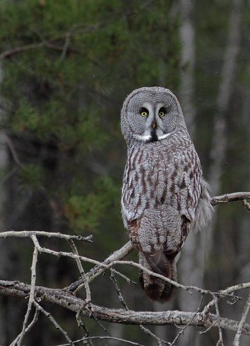 Бородатая неясыть