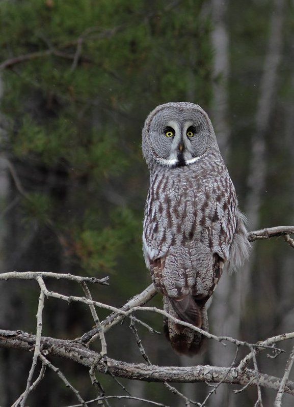борадатая, неясыть, сова Бородатая неясыть фото превью