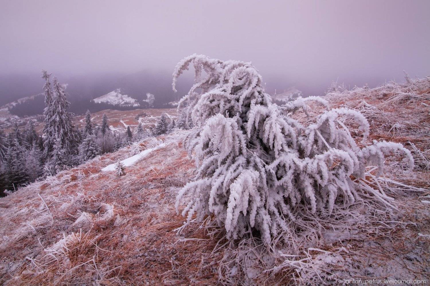 , Антон Петрусь