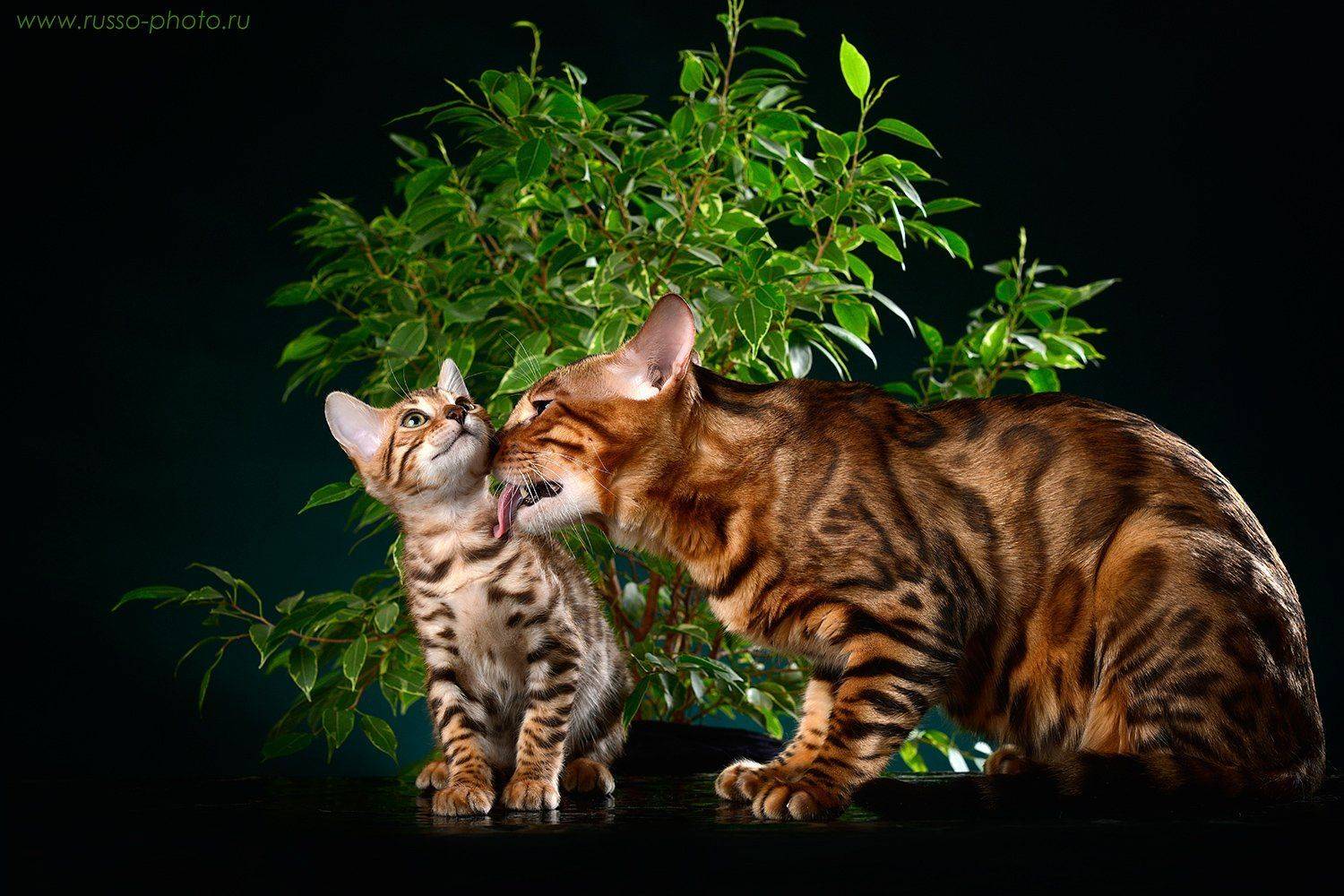 , Руссо Жанна