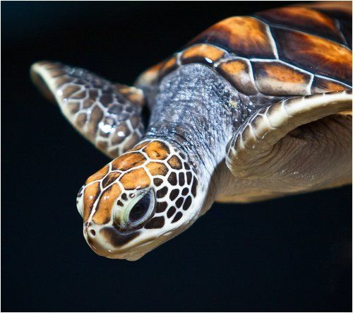 Turtle