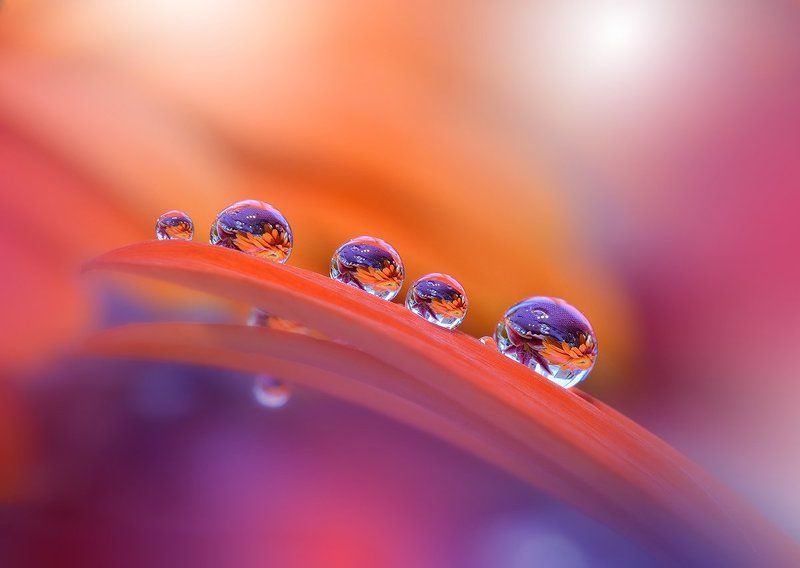 Close-up, Drop, Flower, Macro, Nikon, Nikon d 800 e, Water Colorful Explosion... фото превью