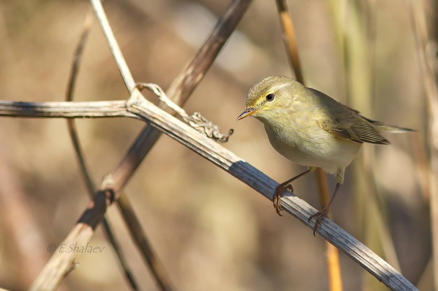 Birds, Phylloscopus trochilus, Willow Warbler, Пеночка, Пеночка-весничка, Птица, Птицы, Фотоохота, Евгений