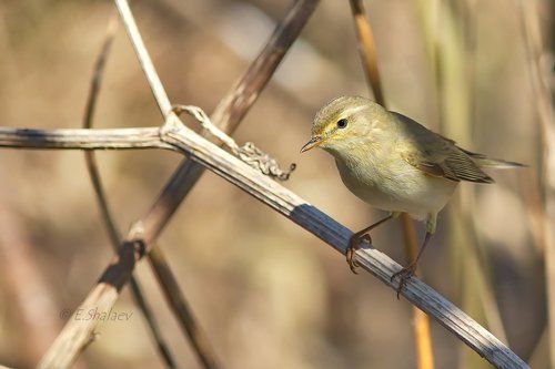 Willow Warbler , Пеночка-весничка - Phylloscopus trochilus