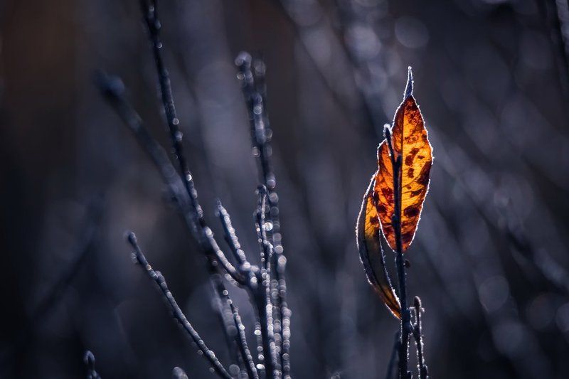 Засеребрило в октябре,засеребрило. фото превью