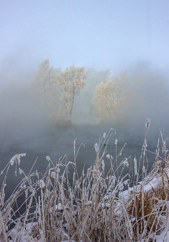 Природа, пейзаж, зимний пейзаж, туман, камыш, деревья, иней на деревьях *** фото превью