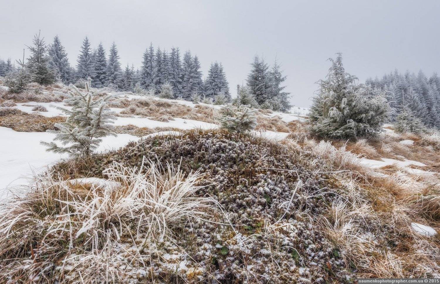 , Александр Науменко