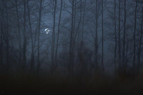 White ghost