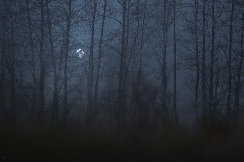 White ghost фото превью
