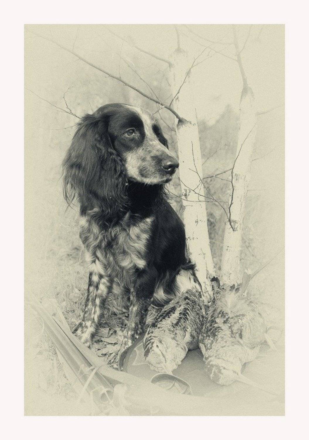 Охота, Портрет животного, Портрет собаки, Птица, Ружье, Русский охотничий спаниель, Саров, Собака, Фотограф, Александр Чибиркин