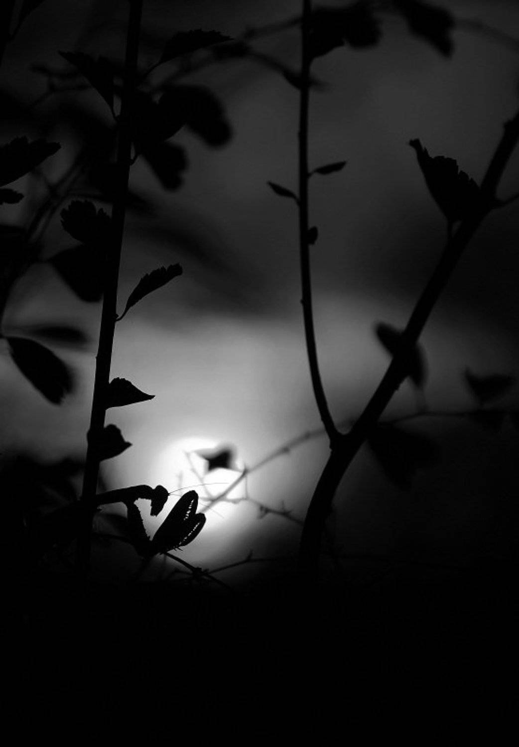 Богомол, Александр Журавлёв