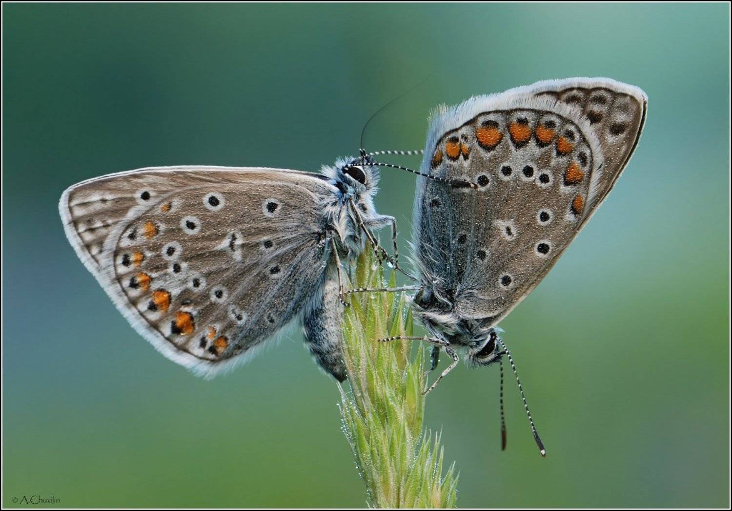 , Александр Чувилин