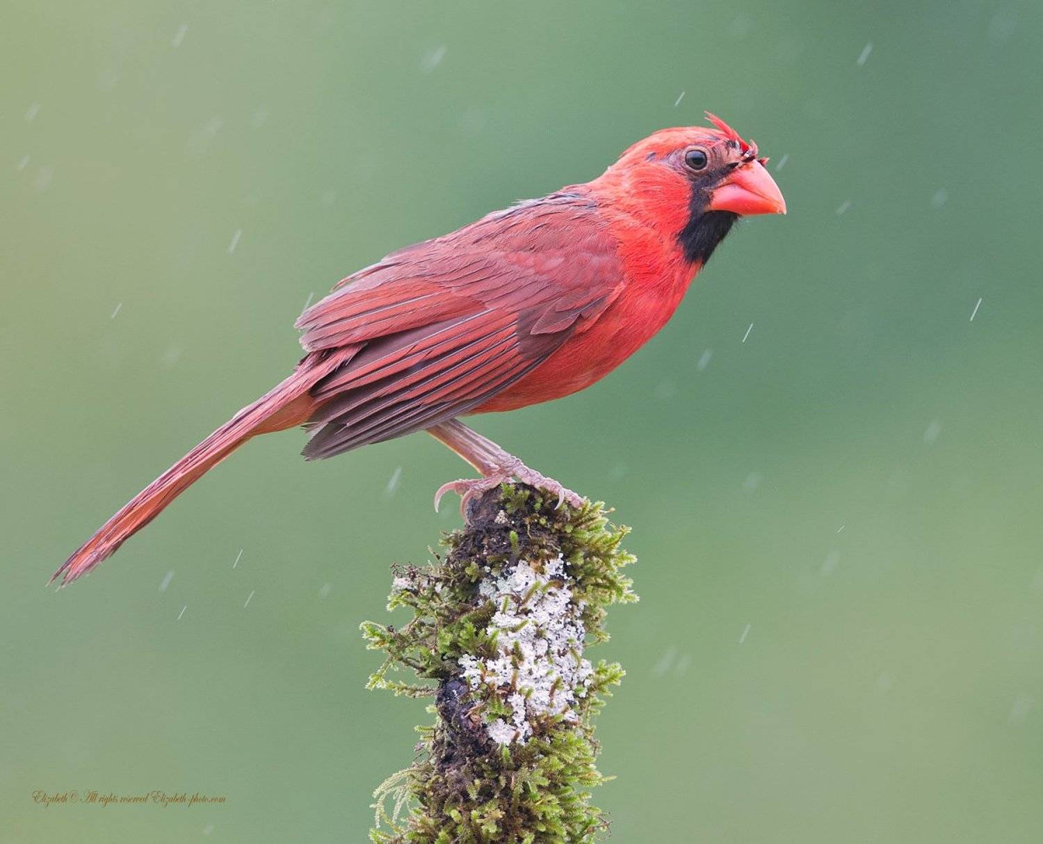 northern cardinal, кардинал, красный кардинал, Elizabeth Etkind