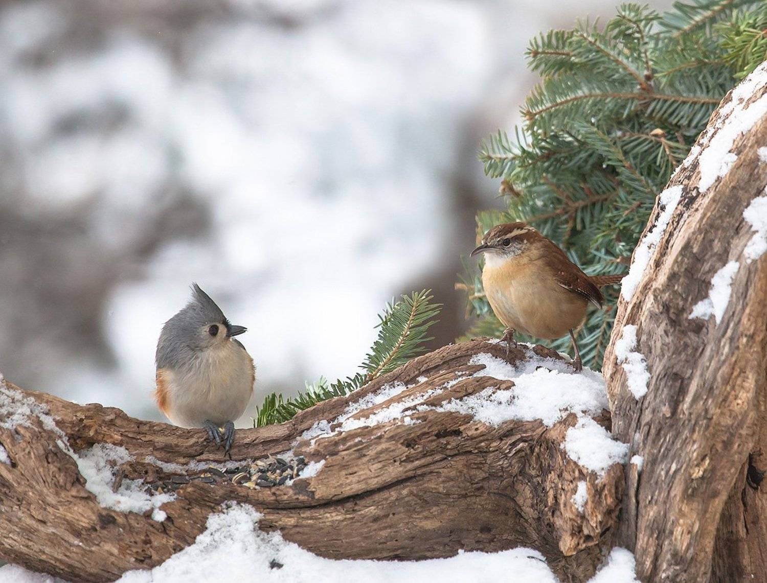 природа, животные, птицы, пернатые,фауна,флора,растения,, Антонина