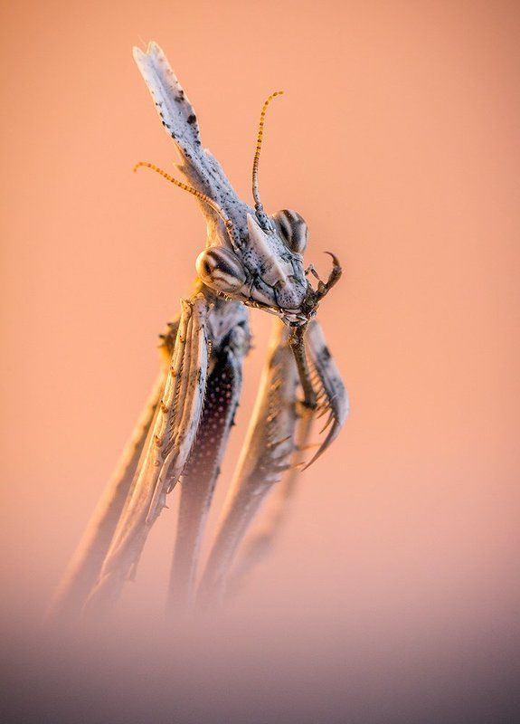 100mm l is f2.8, Mantisn empusa, Penatta Empusa фото превью