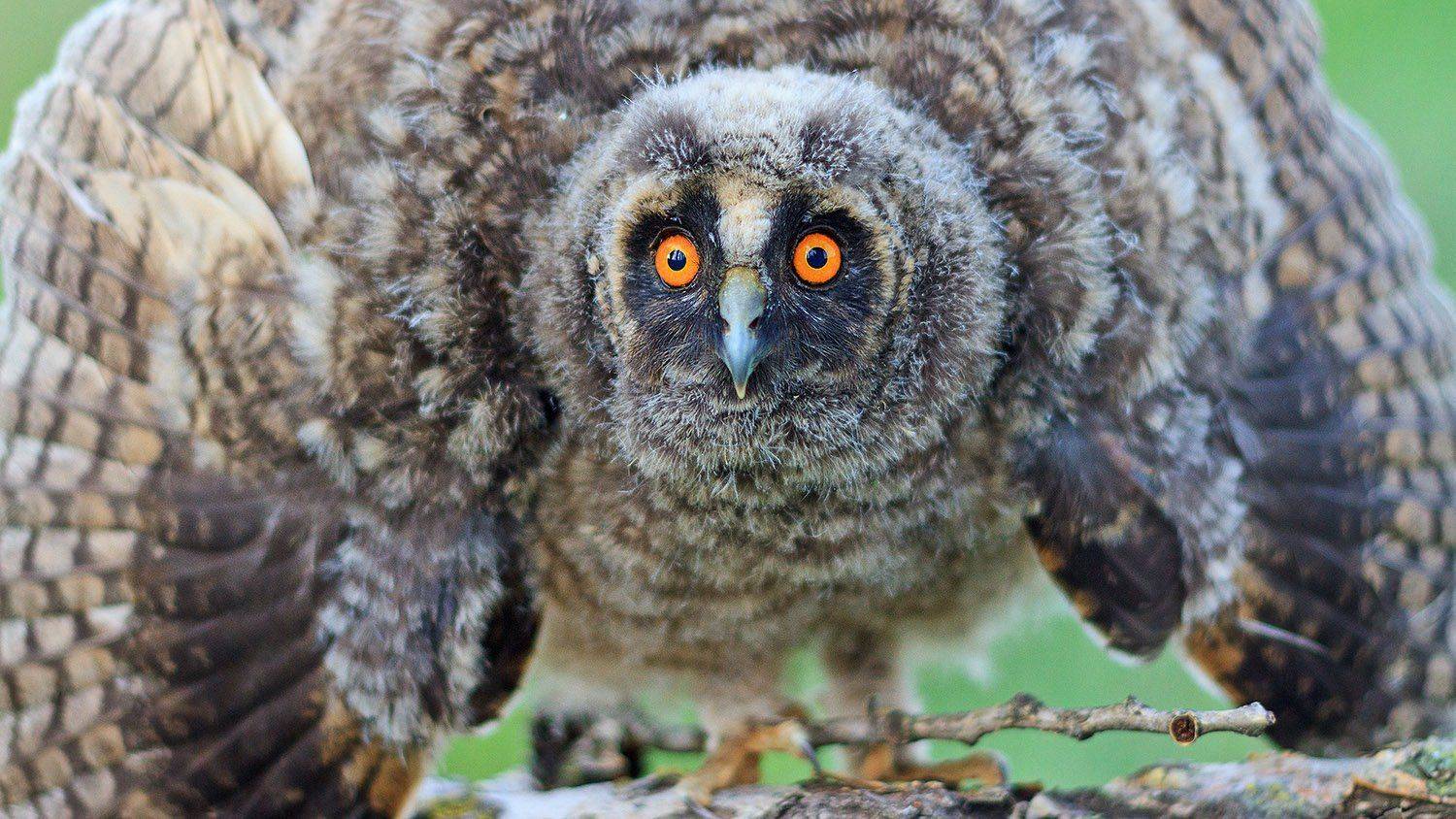 Животные, Птица, Сова ушастая, Костянтин Пазюк