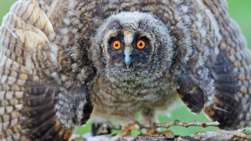 Животные, Птица, Сова ушастая Фары фото превью