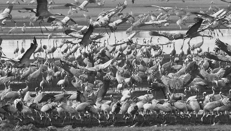 Журавли прилетели.. фото превью