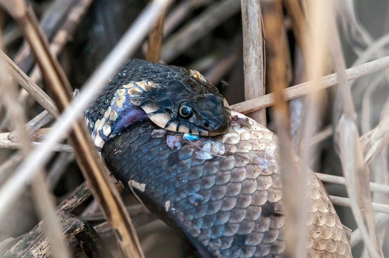Про ужей. фото превью