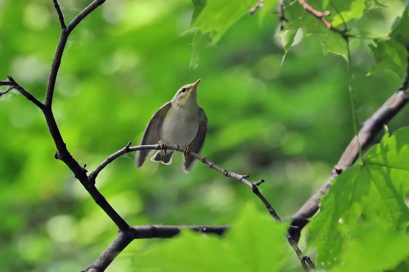 Wood warbler ,Пеночка-трещотка - Phylloscopus sibilatrix фото превью