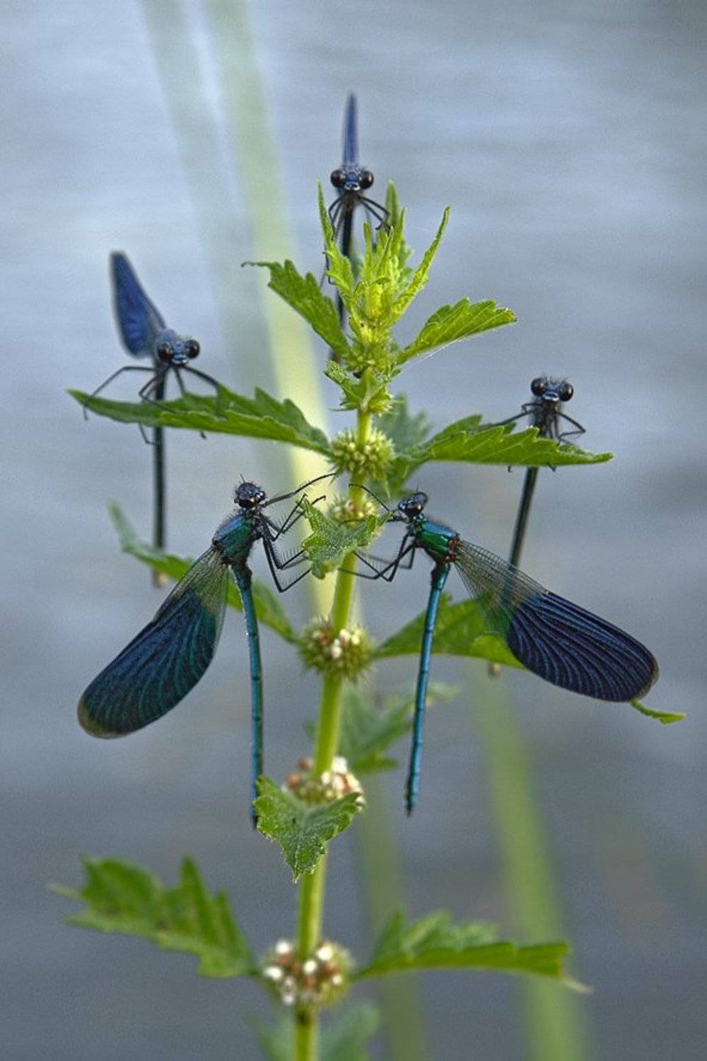 , Юрий Сорокин