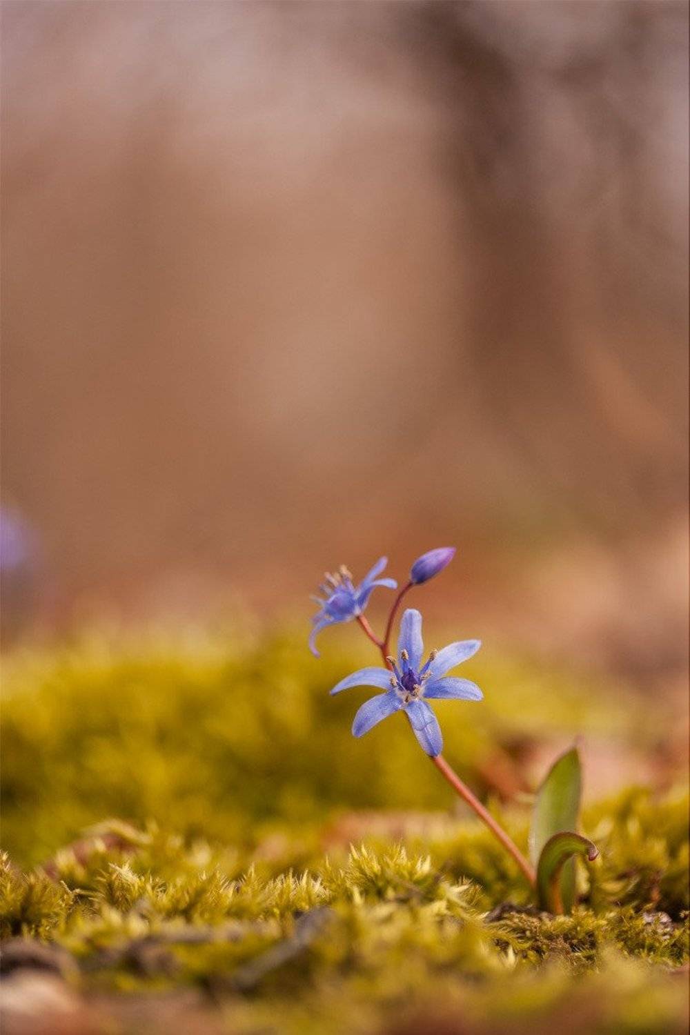 , Роман Рысь