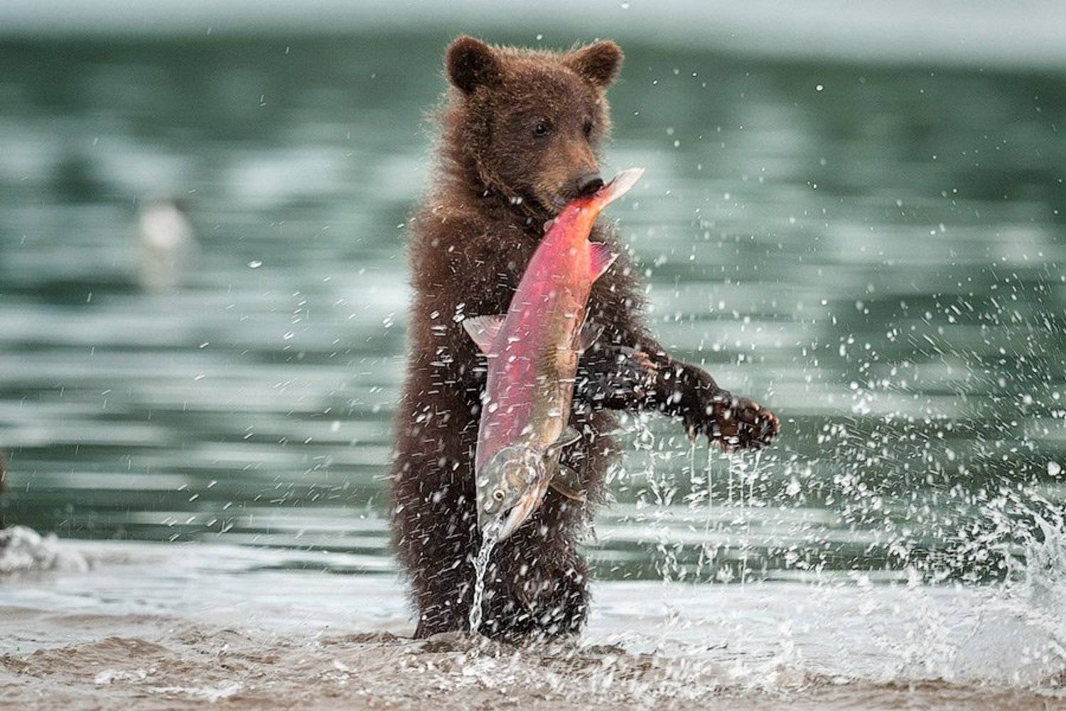 Bear, Cubs, Kamchatka, Kurilskoe Lake, Sergei Ivanov, Бурый медведь, Камчатка дикая природа россии, Лосось, Медвежонок, Нерка, СергейИванов, Южно-камчатский заказник, Сергей Иванов