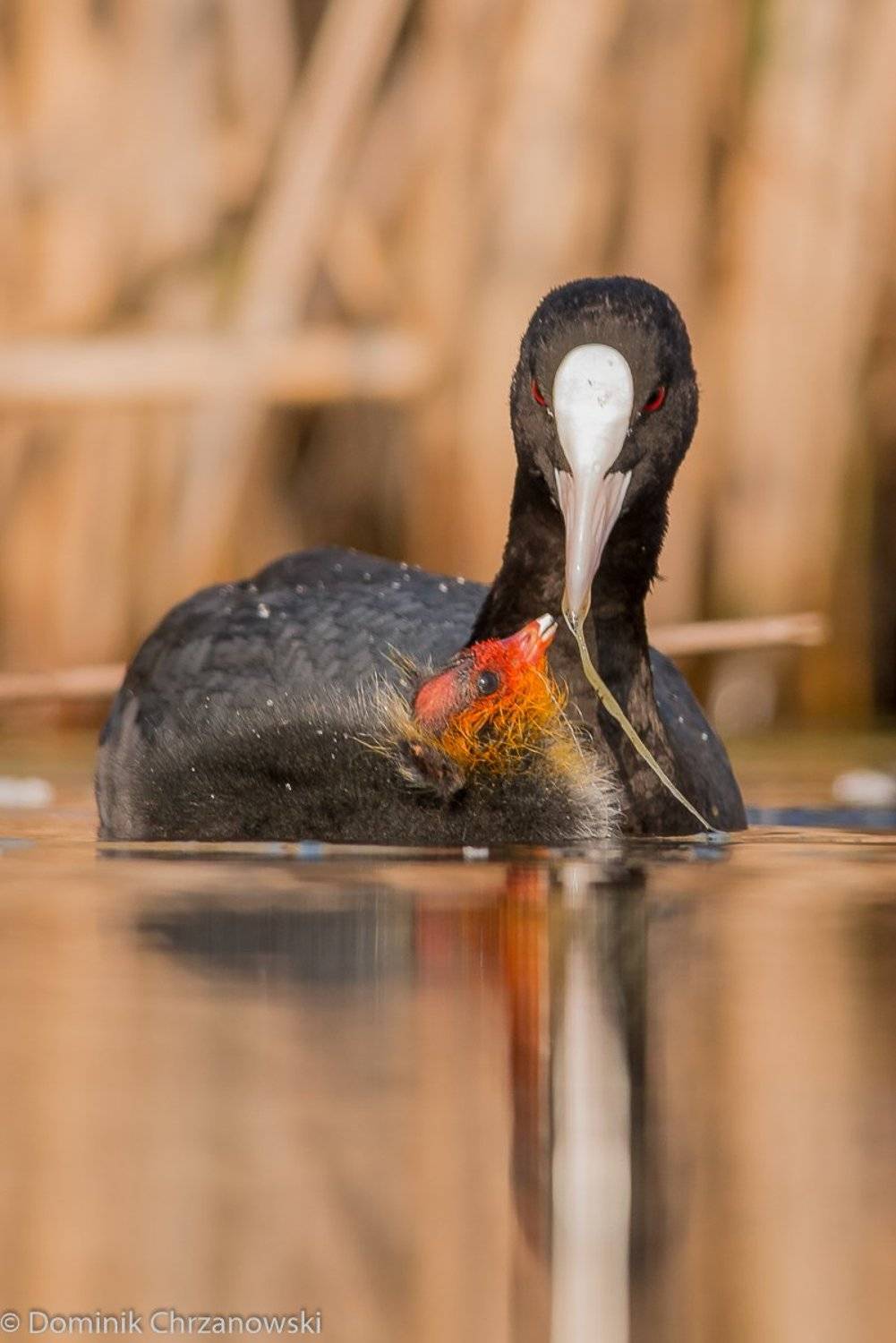 , Dominik Chrzanowski