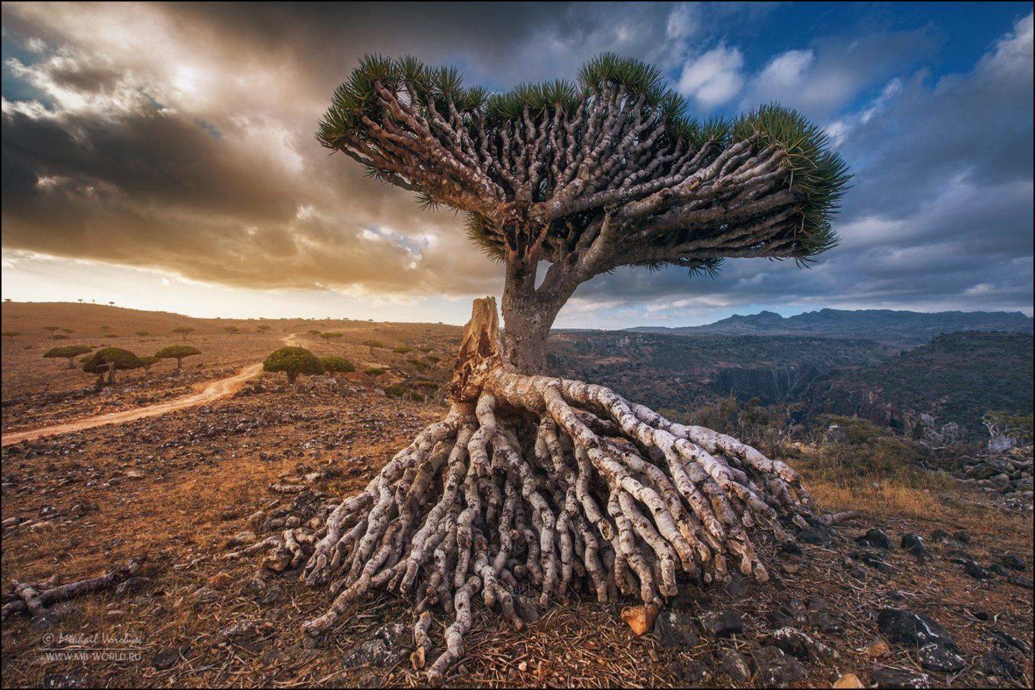 Драконове дерево, Йемен, Сокотра, Михаил