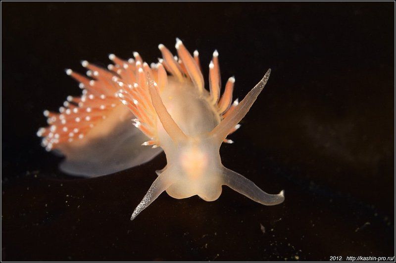 голожаберники, корифелла, пласида Голожаберники корифелла и пласида фото превью