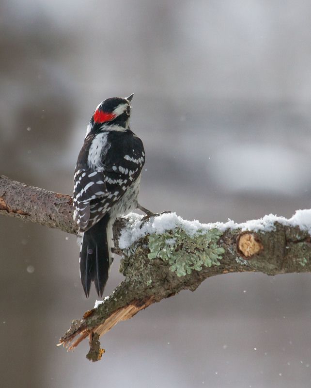 природа, животные, птицы, пернатые,фауна,мох, Tombe la neige... фото превью