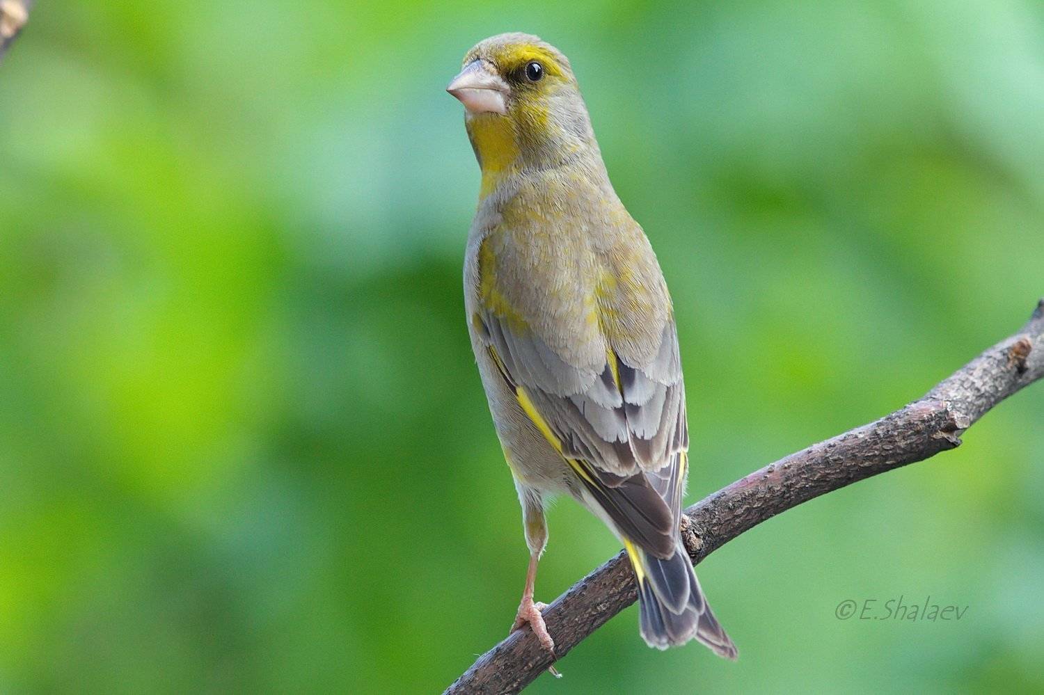 Birds, Carduelis chloris, European Greenfinch, Зеленушка, Обыкновенная зеленушка, Птица, Птицы, Фотоохота, Евгений