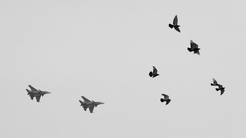 Стая фото превью