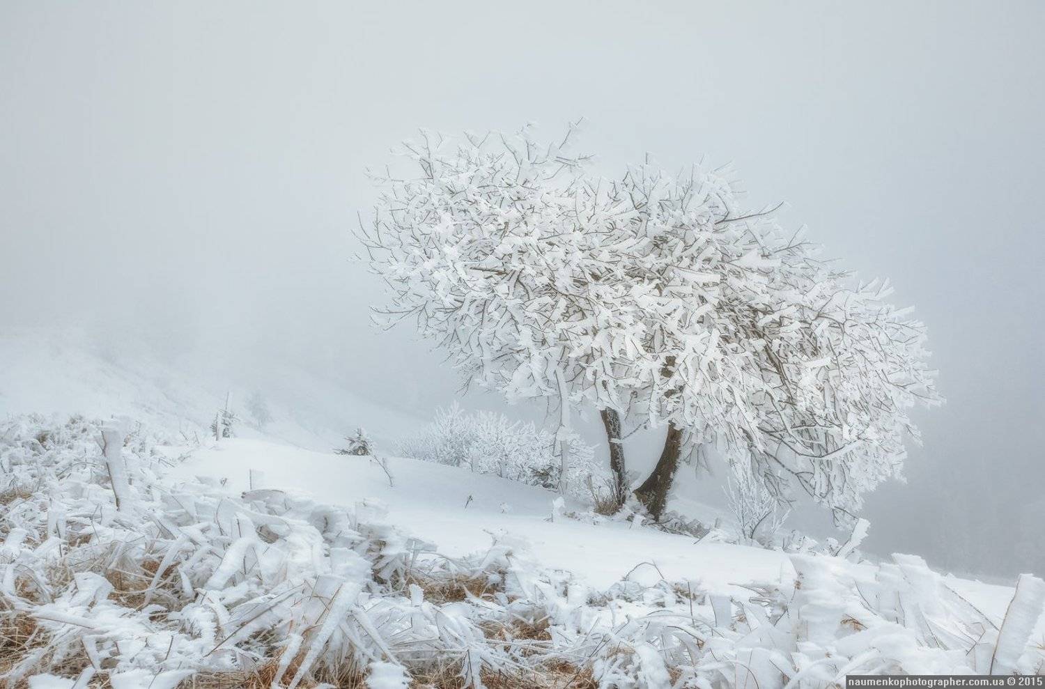 , Александр Науменко