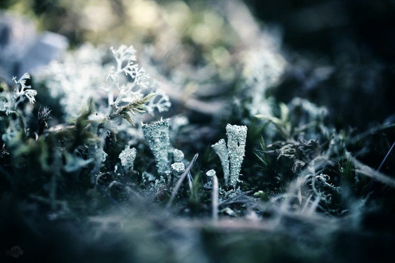 Murmurs Reflection фото превью