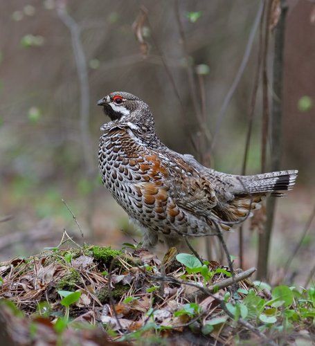 Весенний рябчик.