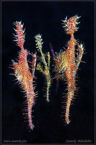 Pipe Fish