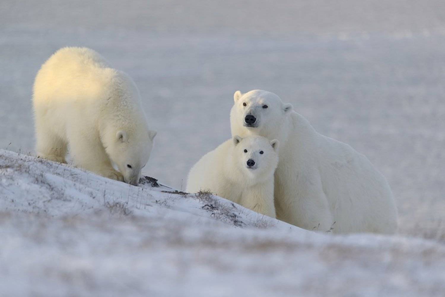 , Максим Деминов